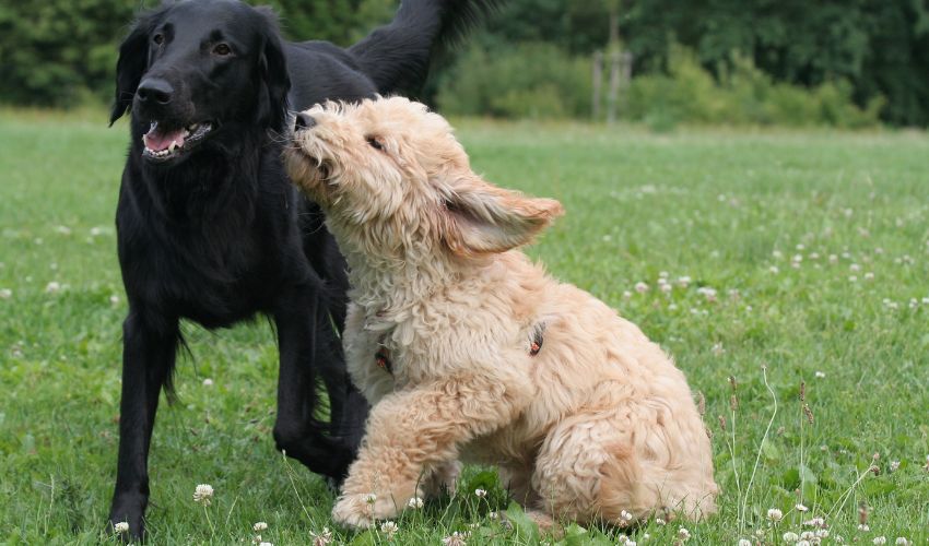 The Ultimate Guide to Meeting the Nutritional Needs of the Basset Bleu de Gascogne: Feeding Best Practices